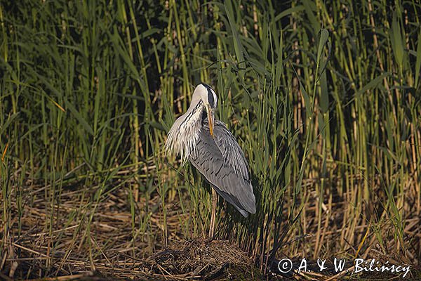 Czapla siwa, Ardea cinerea