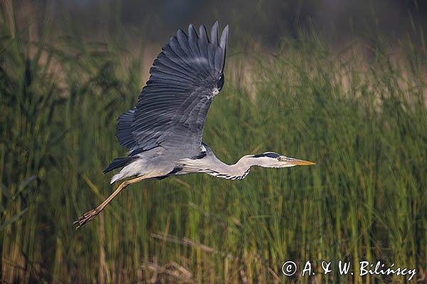 Czapla siwa, Ardea cinerea