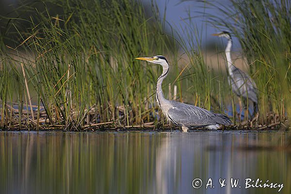 Czapla siwa, Ardea cinerea