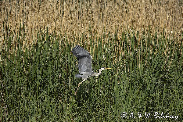 Czapla siwa, Ardea cinerea