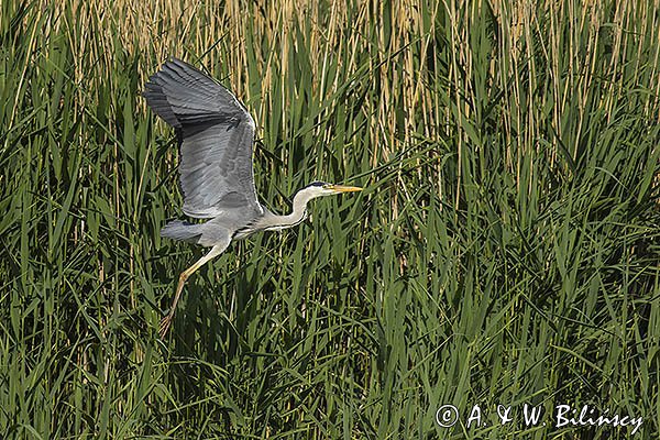 Czapla siwa, Ardea cinerea