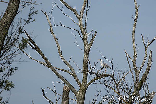 Czapla siwa, Ardea cinerea