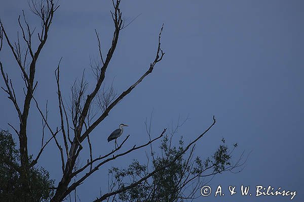 Czapla siwa, Ardea cinerea