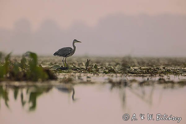 Czapla siwa, Ardea cinerea