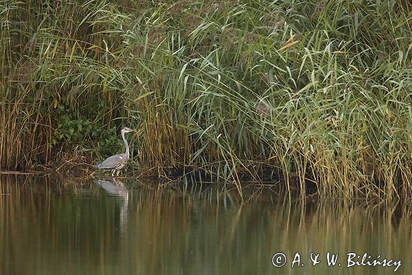 Czapla siwa, Ardea cinerea