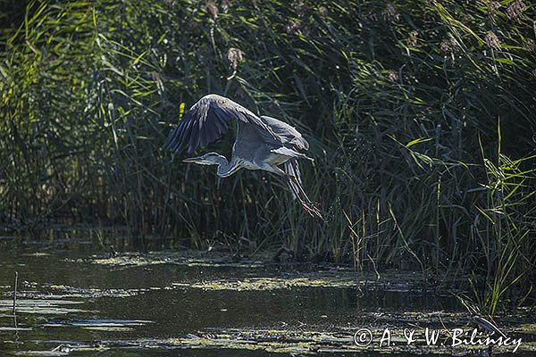 Czapla siwa, Ardea cinerea