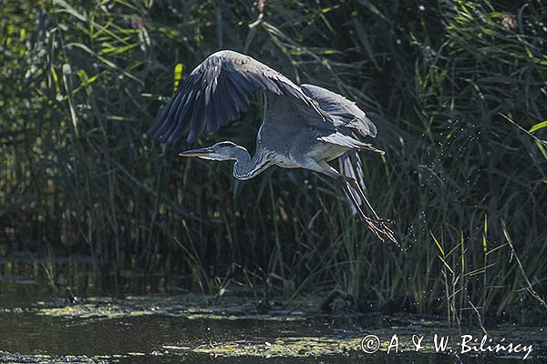 Czapla siwa, Ardea cinerea