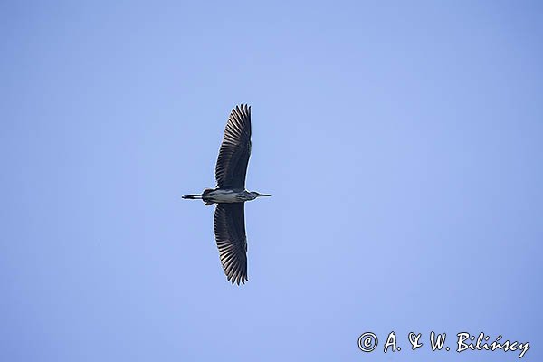 Czapla siwa, Ardea cinerea