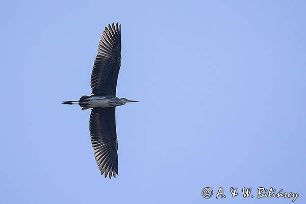 Czapla siwa, Ardea cinerea