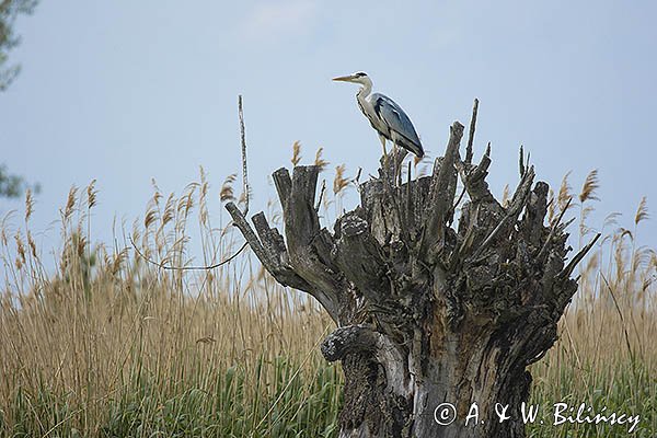 Czapla siwa, Ardea cinerea