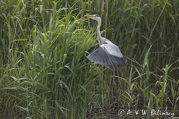 Czapla siwa, Ardea cinerea