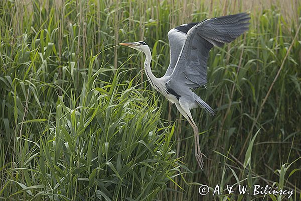 Czapla siwa, Ardea cinerea