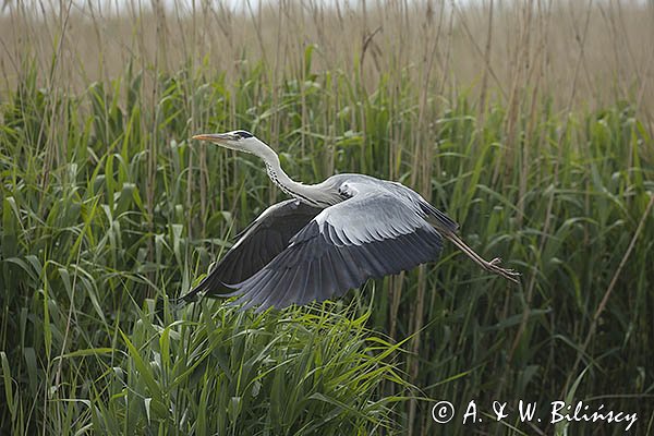 Czapla siwa, Ardea cinerea