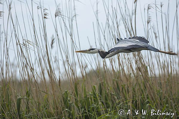 Czapla siwa, Ardea cinerea