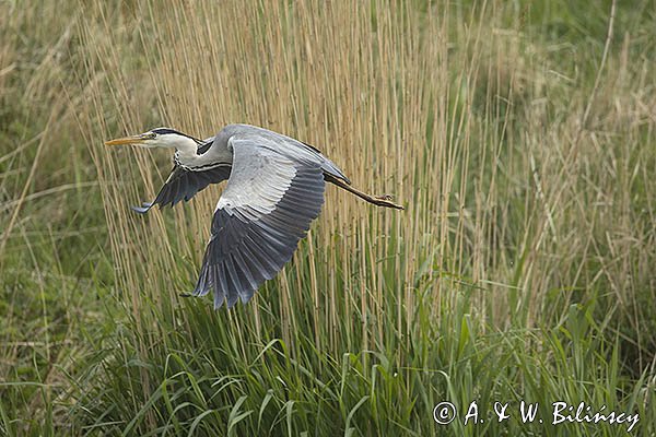 Czapla siwa, Ardea cinerea