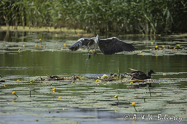 Czapla siwa, Ardea cinerea