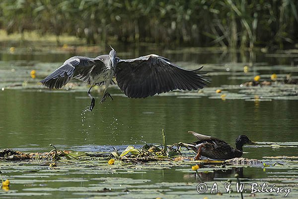 Czapla siwa, Ardea cinerea