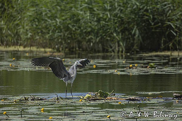 Czapla siwa, Ardea cinerea