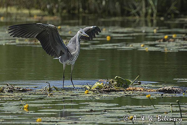 Czapla siwa, Ardea cinerea