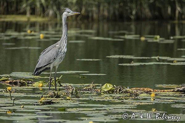 Czapla siwa, Ardea cinerea