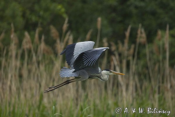 Czapla siwa, Ardea cinerea