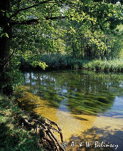 rzeka Czarna Hańcza, Puszcza Augustowska