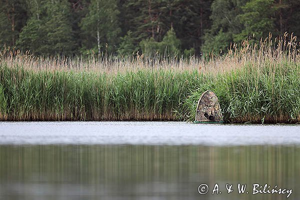 Czatownia pływadełko, fotografia przyrodnicza