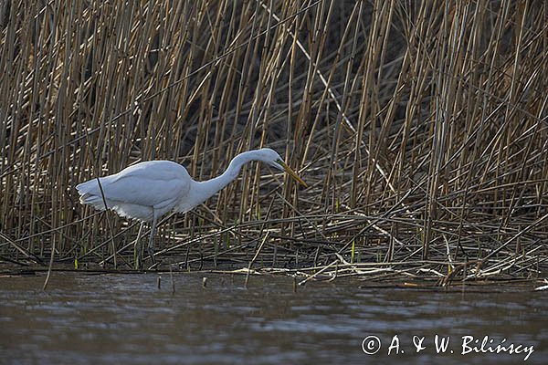 Czapla biała, Casmerodius albus, Ardea alba, Egretta alba