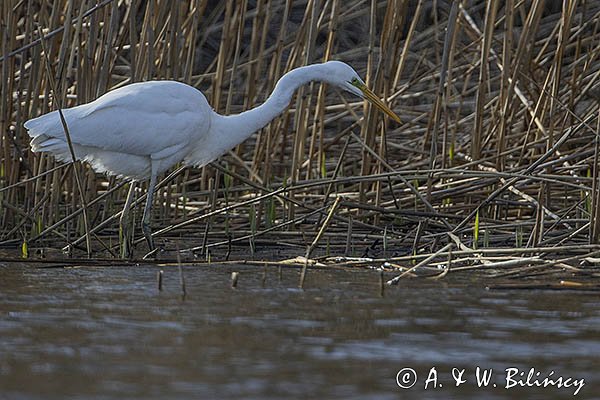 Czapla biała, Casmerodius albus, Ardea alba, Egretta alba