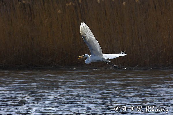 Czapla biała, Casmerodius albus, Ardea alba, Egretta alba