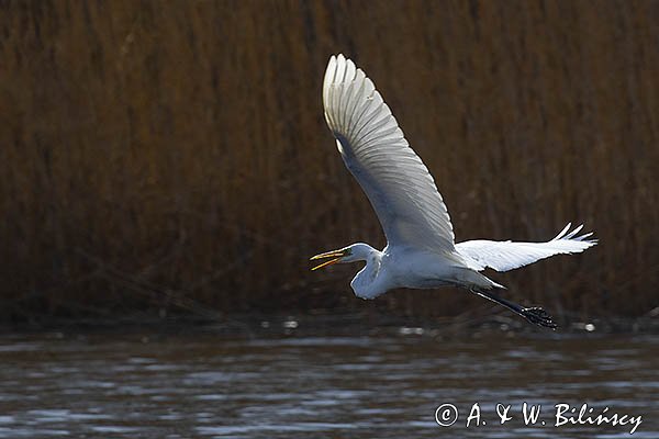 Czapla biała, Casmerodius albus, Ardea alba, Egretta alba