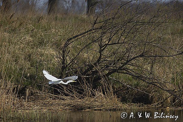 Czapla biała, Casmerodius albus, Ardea alba, Egretta alba