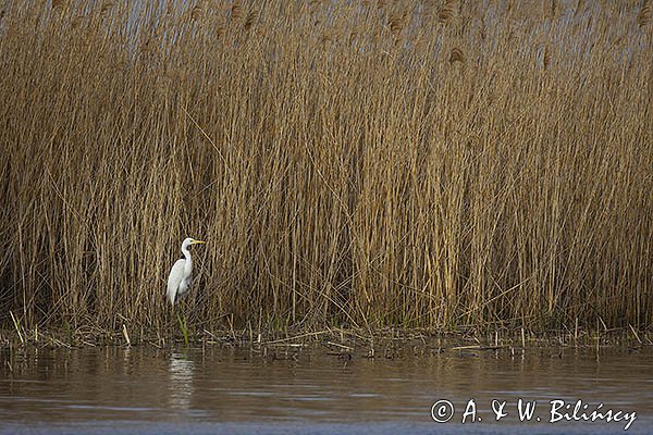 Czapla biała, Casmerodius albus, Ardea alba, Egretta alba