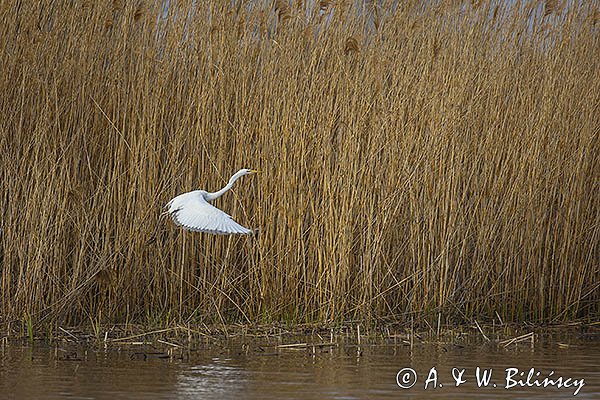 Czapla biała, Casmerodius albus, Ardea alba, Egretta alba