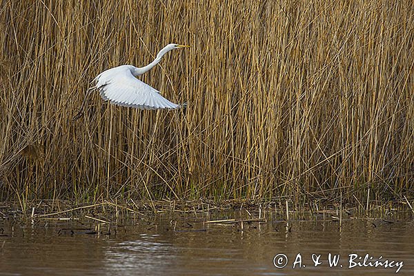 Czapla biała, Casmerodius albus, Ardea alba, Egretta alba