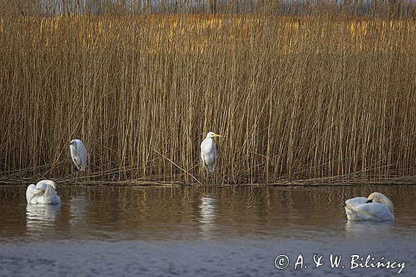 Czapla biała, Casmerodius albus, Ardea alba, Egretta alba