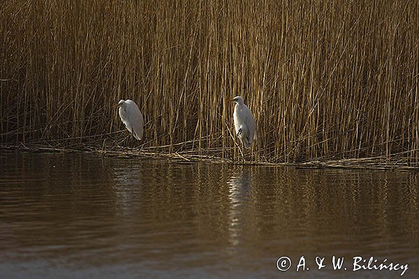 Czapla biała, Casmerodius albus, Ardea alba, Egretta alba