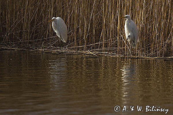 Czapla biała, Casmerodius albus, Ardea alba, Egretta alba