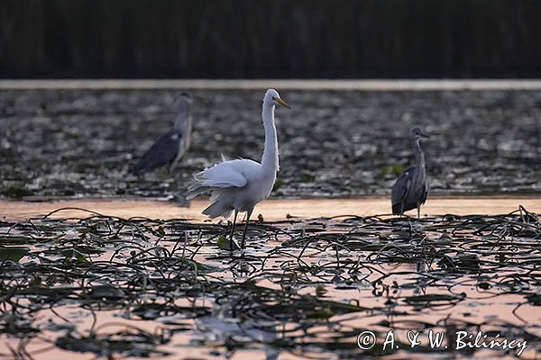 Czapla biała, Casmerodius albus, Ardea alba, Egretta alba