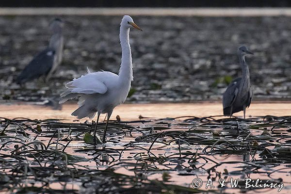 Czapla biała, Casmerodius albus, Ardea alba, Egretta alba