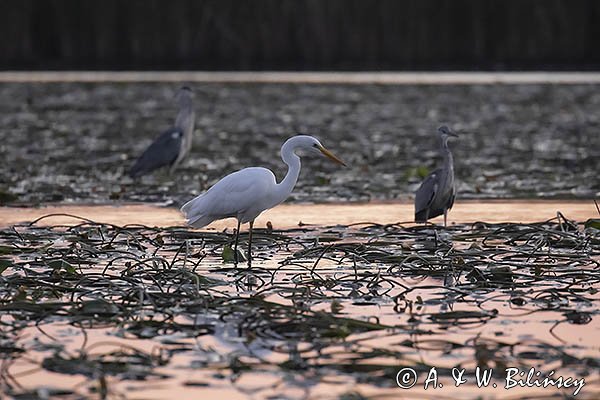 Czapla biała, Casmerodius albus, Ardea alba, Egretta alba