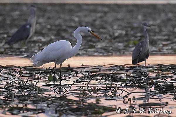 Czapla biała, Casmerodius albus, Ardea alba, Egretta alba