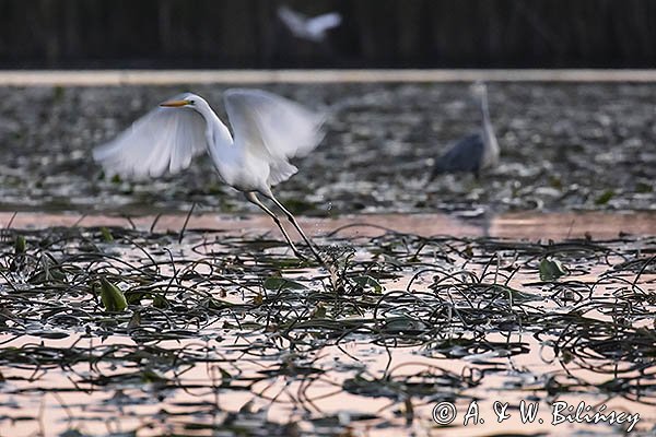 Czapla biała, Casmerodius albus, Ardea alba, Egretta alba