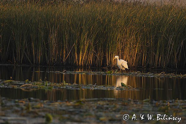 Czapla biała, Casmerodius albus, Ardea alba, Egretta alba