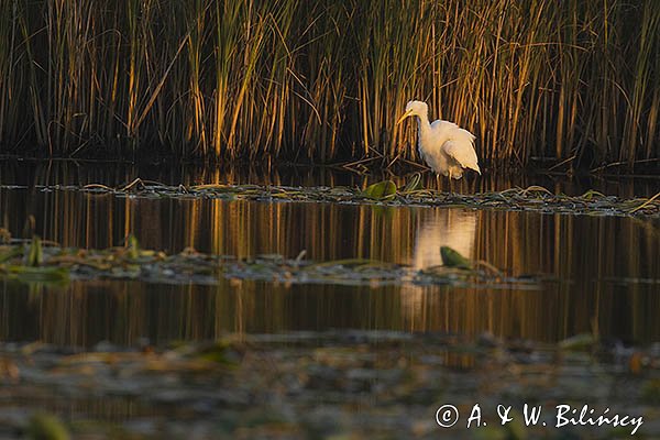 Czapla biała, Casmerodius albus, Ardea alba, Egretta alba