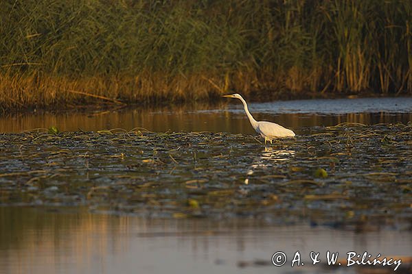 Czapla biała, Casmerodius albus, Ardea alba, Egretta alba