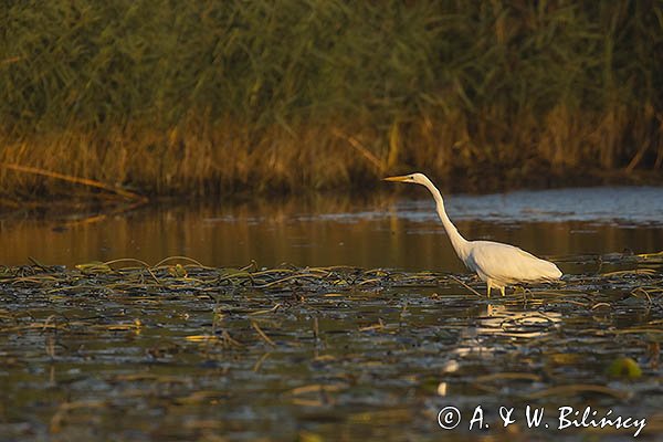 Czapla biała, Casmerodius albus, Ardea alba, Egretta alba