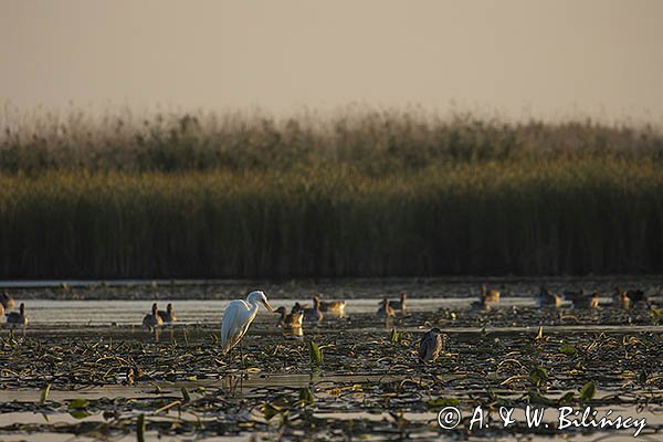 Czapla biała, Casmerodius albus, Ardea alba, Egretta alba