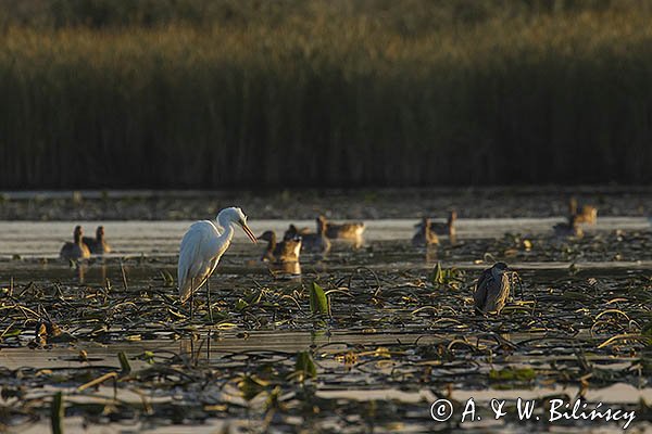 Czapla biała, Casmerodius albus, Ardea alba, Egretta alba