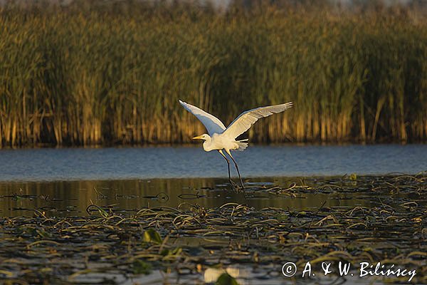 Czapla biała, Casmerodius albus, Ardea alba, Egretta alba